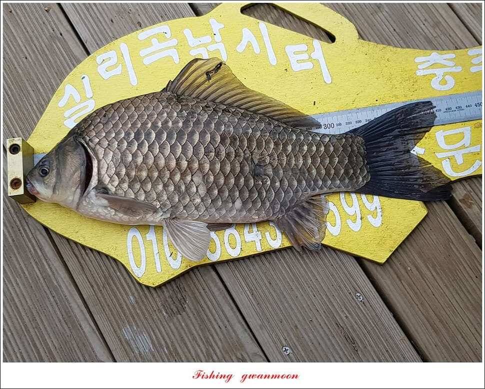 충주호 사짜 대박칠성지 사짜 (조황조행기 - 특파원조황)