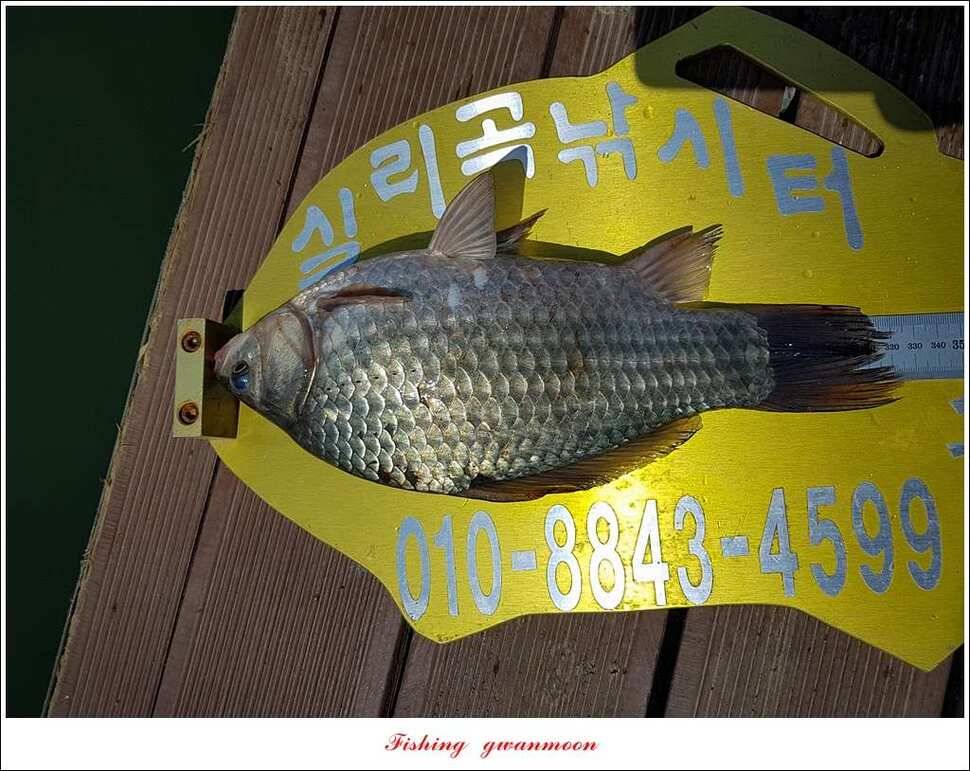 실리곡충주호 노지달천강괴산권 조황 (조황조행기 - 특파원조황)