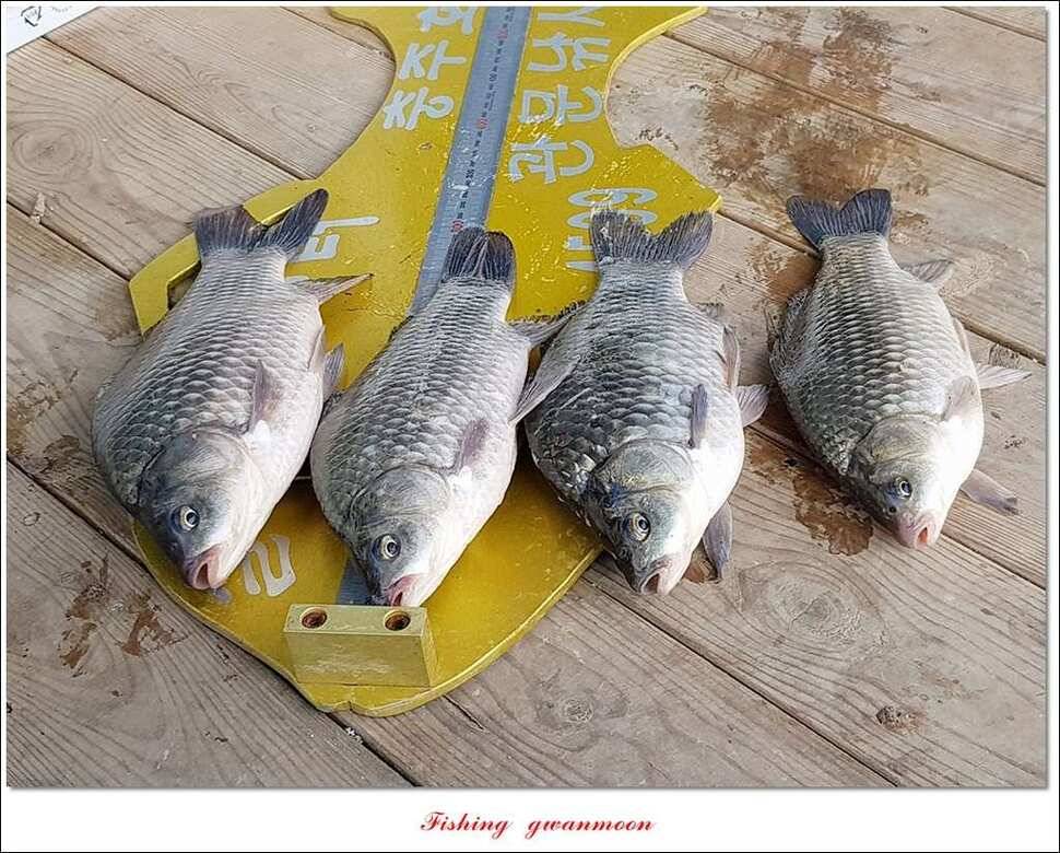 실리곡한버들 월척 및 대형 잉어 조황 (조황조행기 - 특파원조황)