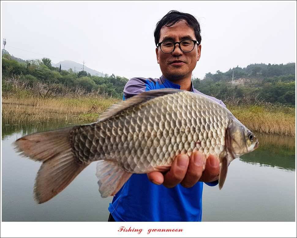 한버들실리곡매전지 조황 (조황조행기 - 특파원조황)
