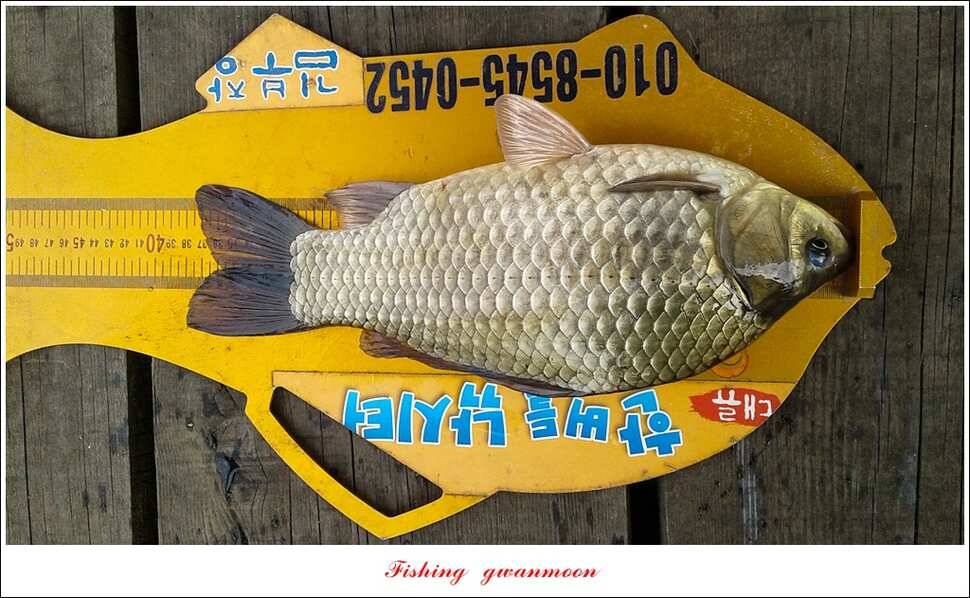 실리곡 사짜화곡지 사짜한버들 38cm 조황 (조황조행기 - 특파원조황)