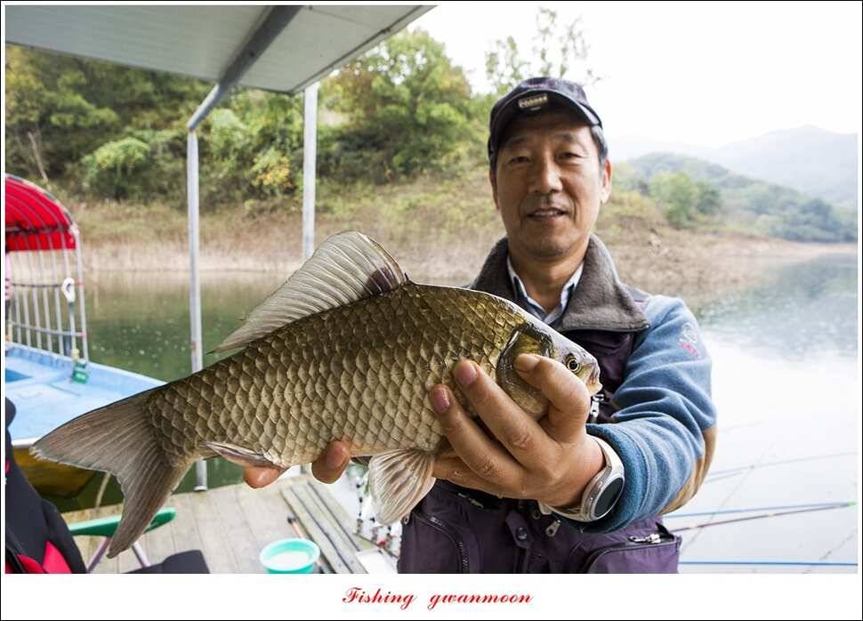 돌감 좌대 38 cm (조황조행기 - 특파원조황)