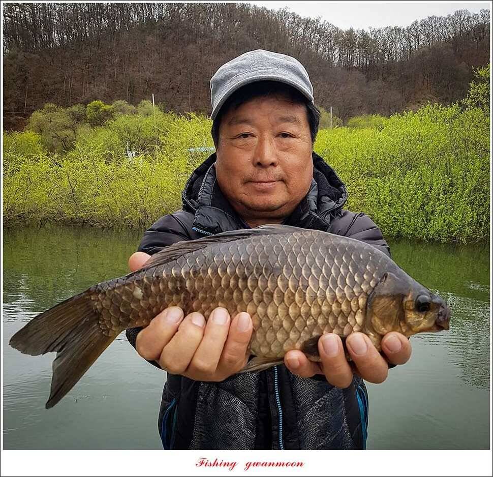 화곡지 사짜실리곡 마릿수 조황 (조황조행기 - 특파원조황)