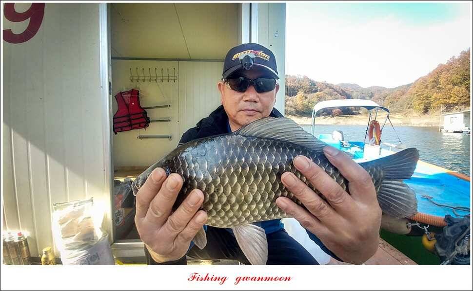 신매 사짜실리곡 월척 및 마릿수 조황 (조황조행기 - 특파원조황)