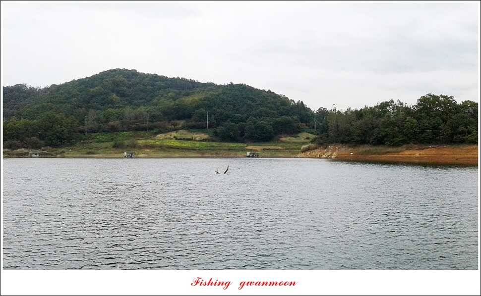 늘푸른실리곡한버들 월척 조황 (조황조행기 - 특파원조황)