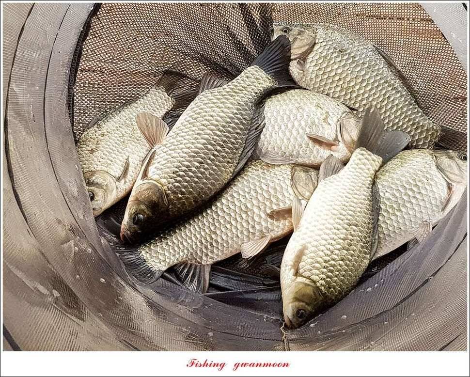 제일 47 cm 대물실리곡한버들 마릿수 월척 조황 (조황조행기 - 특파원조황)