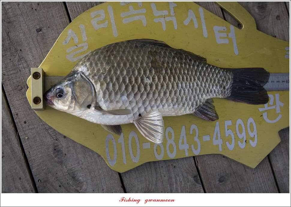 돌감 마릿수 월척실리곡 마릿수 월척칠성지소이지 월척 조황 (조황조행기 - 특파원조황)