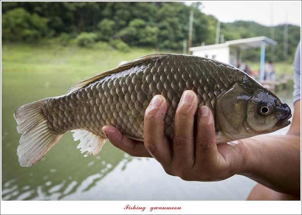 신매 40 cm 및 월척 조황 (조황조행기 - 특파원조황)
