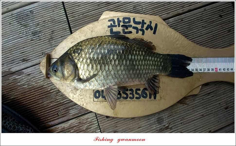 제일 사짜신매돌감 월척 조황 (조황조행기 - 특파원조황)
