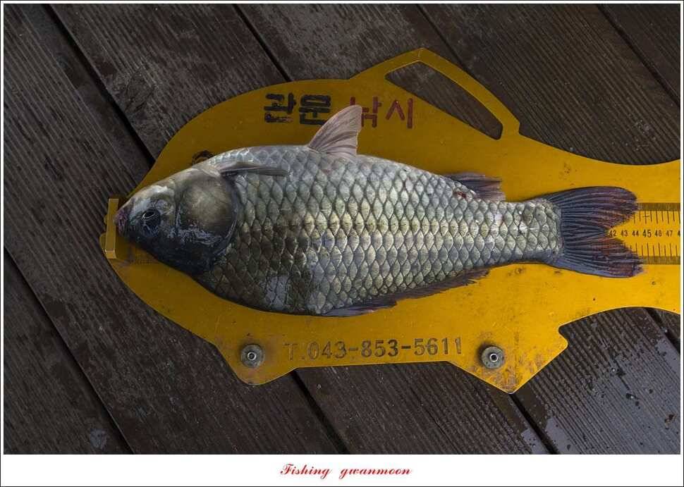 신매 42 cm돌감신리실리곡제일화곡지 조황 (조황조행기 - 특파원조황)