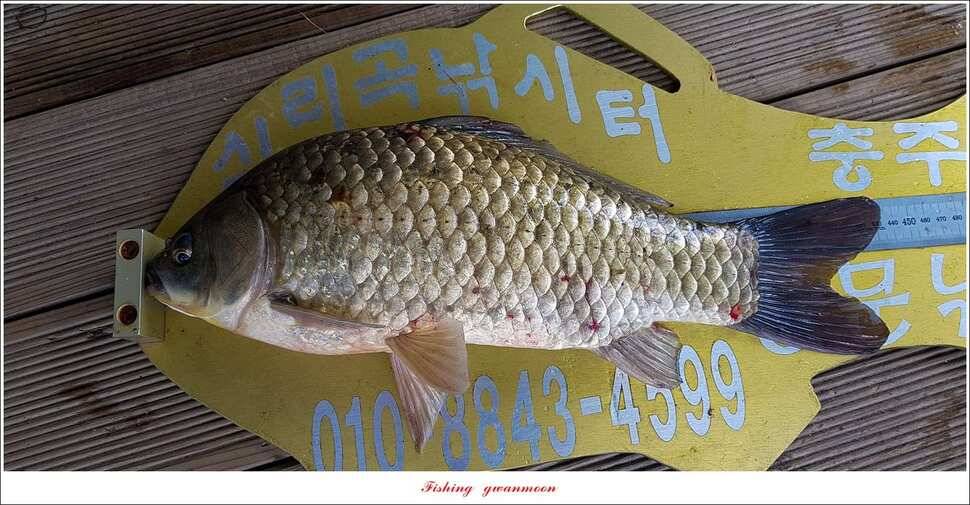 실리곡 435 cm 대물칠성지화곡지 조황 (조황조행기 - 특파원조황)