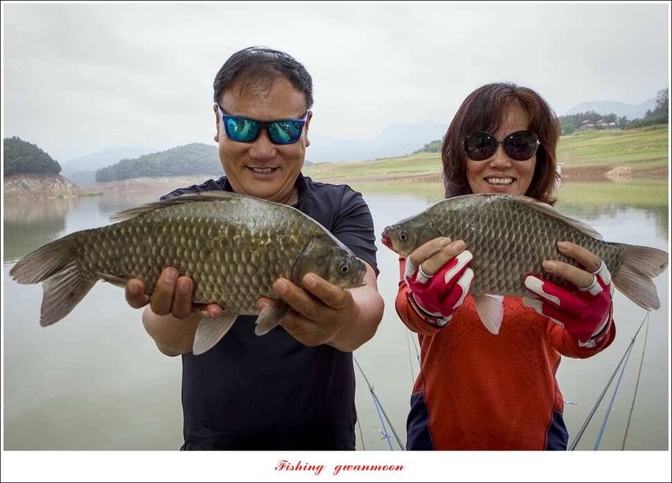 한버들 39 cm37cm실리곡 38 cm 조황 (조황조행기 - 특파원조황)