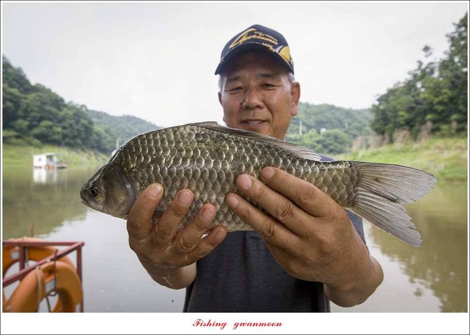 신매 42 cm 혹부리 대물돌감신리실리곡 월척 조황 (조황조행기 - 특파원조황)