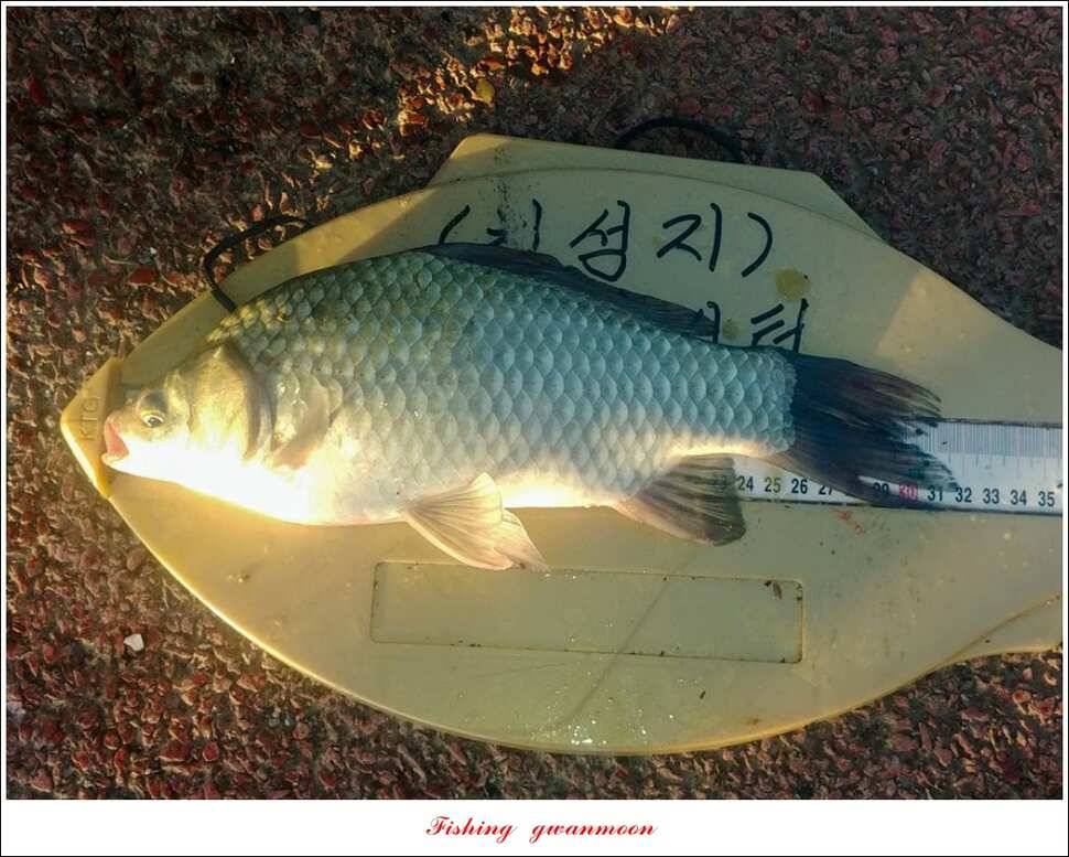돌감 마릿수 월척실리곡 마릿수 월척칠성지소이지 월척 조황 (조황조행기 - 특파원조황)