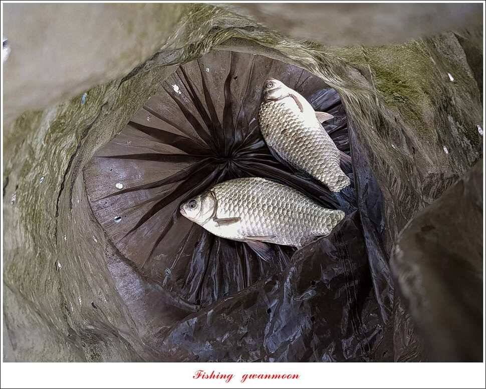 실리곡 월척 조황 (조황조행기 - 특파원조황)