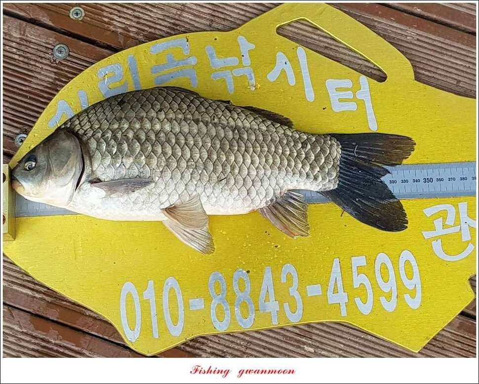 충주호 사짜 대박칠성지 사짜 (조황조행기 - 특파원조황)
