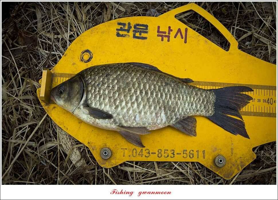 달천강 마릿수 월척화곡지 월척 (조황조행기 - 특파원조황)