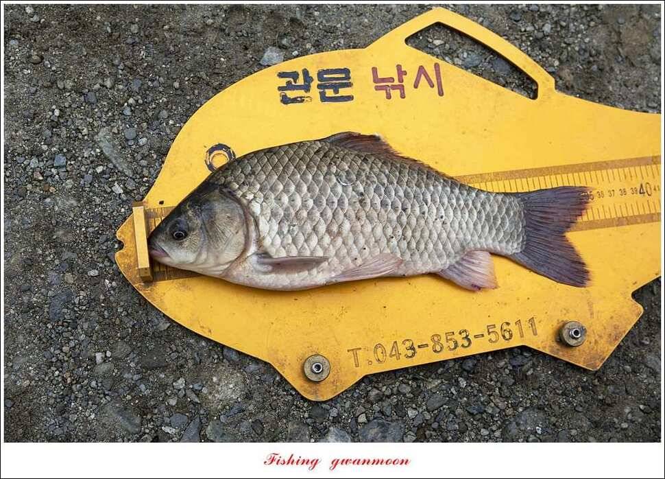 매전지화곡지돌감실리곡한버들 조황 (조황조행기 - 특파원조황)