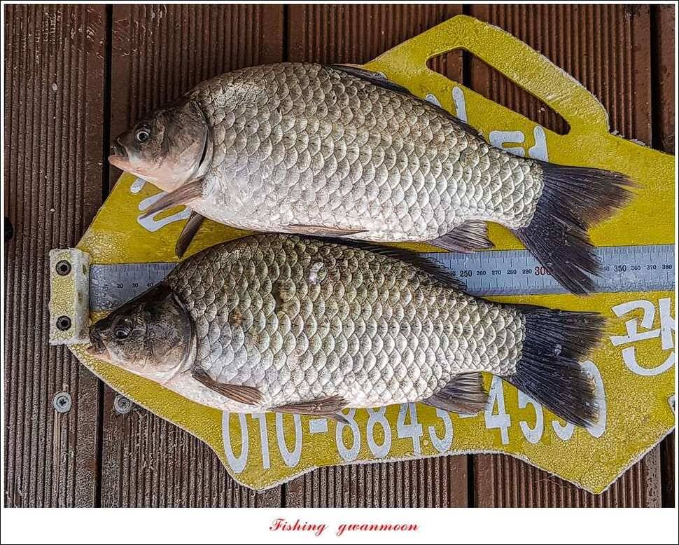실리곡 허리급 월척 조황 (조황조행기 - 특파원조황)