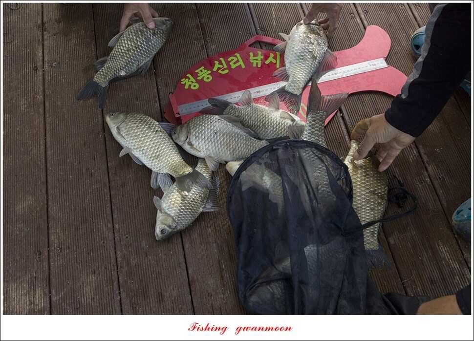 청풍 신리 42 cm칠성지 44 cm한버들 월척 조황 (조황조행기 - 특파원조황)