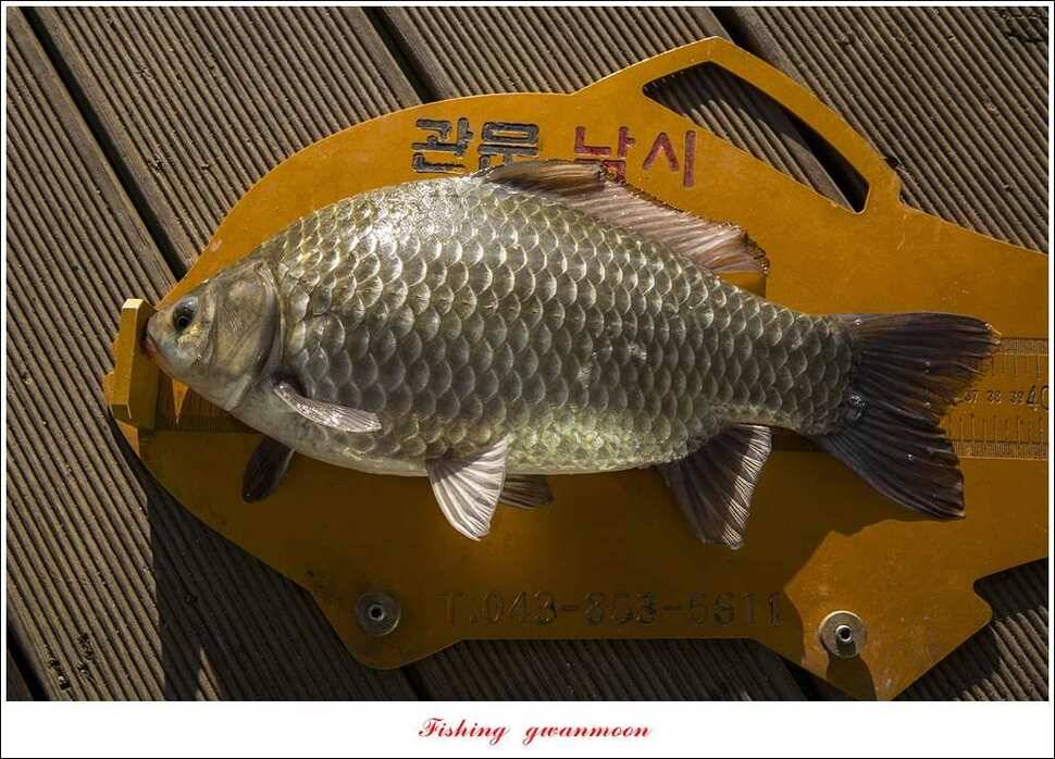 제일 385 cm38 cm신매 35 cm한버들 월척 조황 (조황조행기 - 특파원조황)