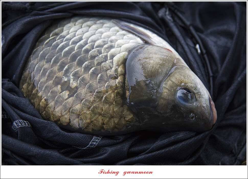 윤 낚시터 41 cm 늘푸른 16 kg 장어실리곡 37 cm한버들 월척 조황 (조황조행기 - 특파원조황)