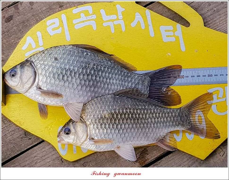 신매실리곡한버들 월척 조황 (조황조행기 - 특파원조황)