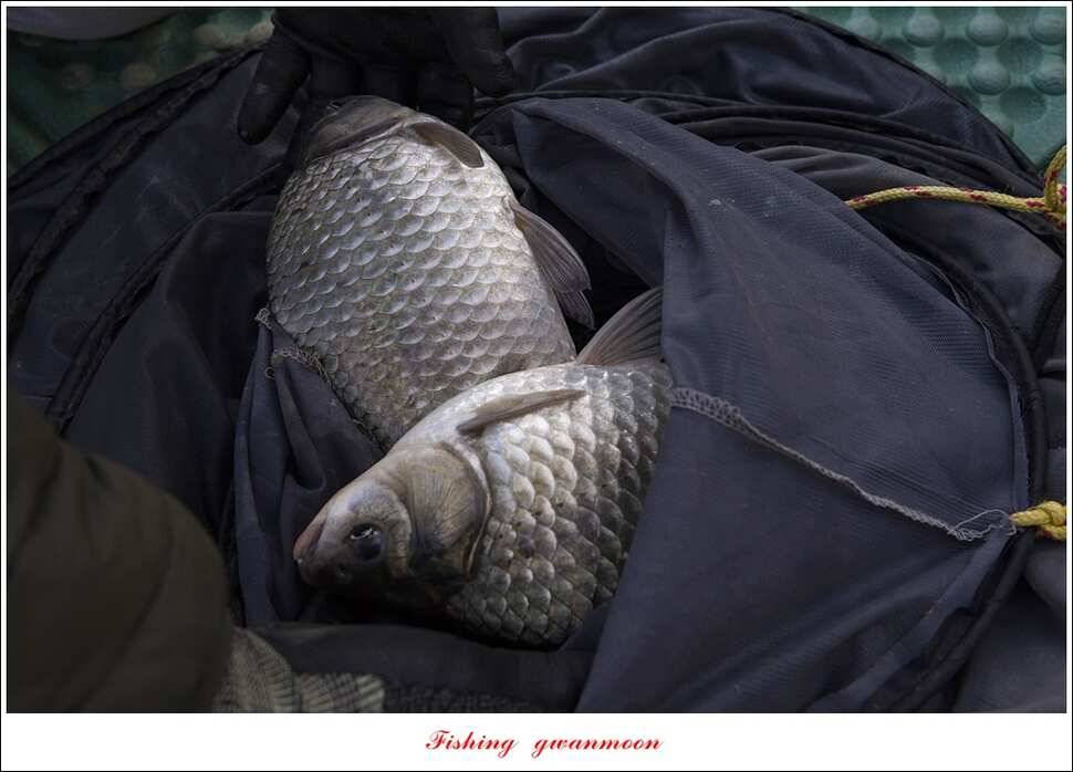 실리곡 사짜화곡지 사짜한버들 38cm 조황 (조황조행기 - 특파원조황)
