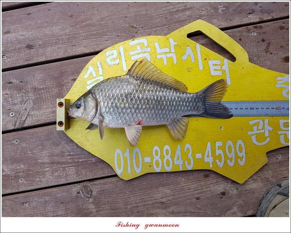 화곡지한버들돌감실리곡신매 조황 (조황조행기 - 특파원조황)