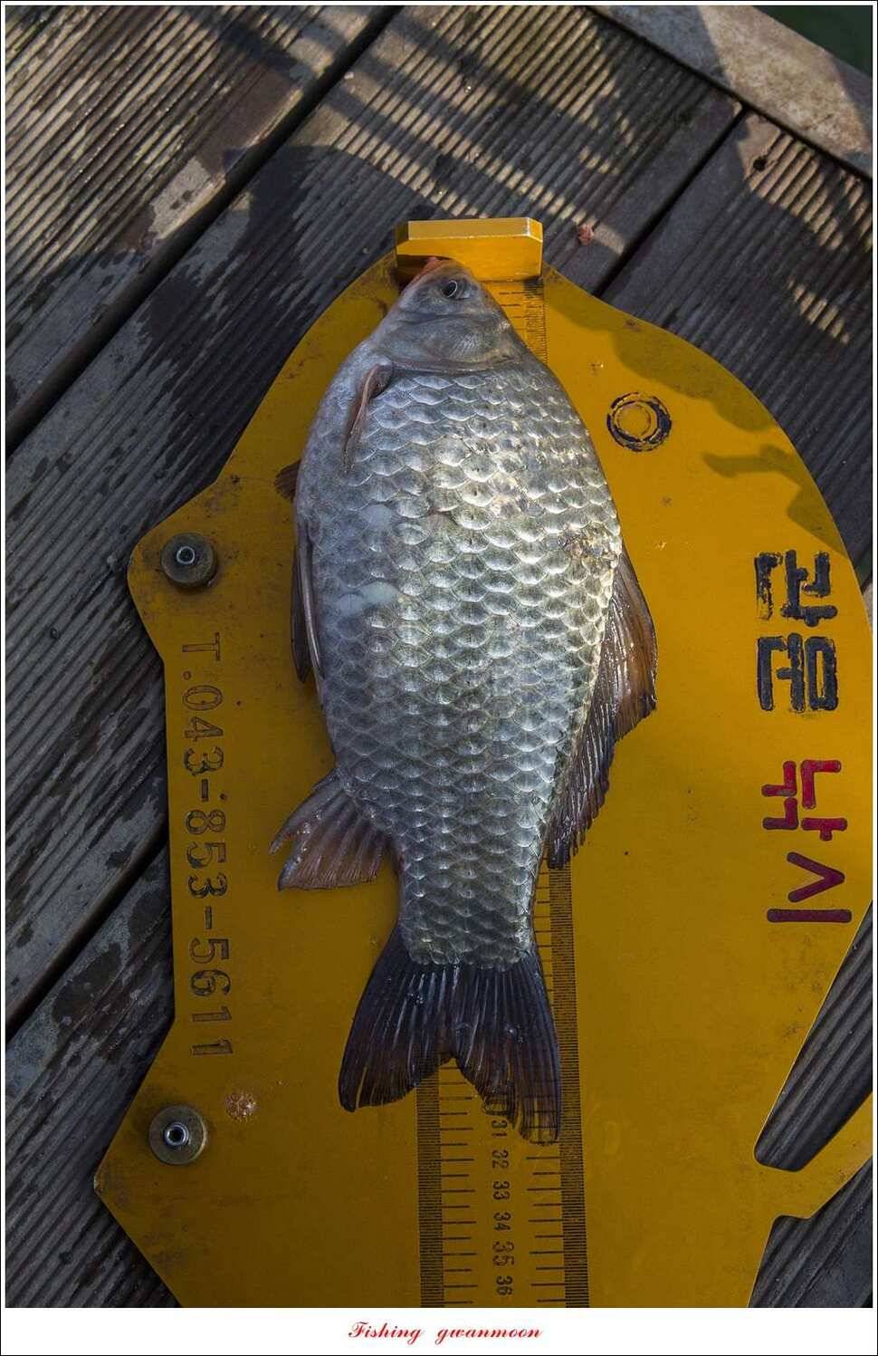 제일 낚시터 월척 조황 (조황조행기 - 특파원조황)
