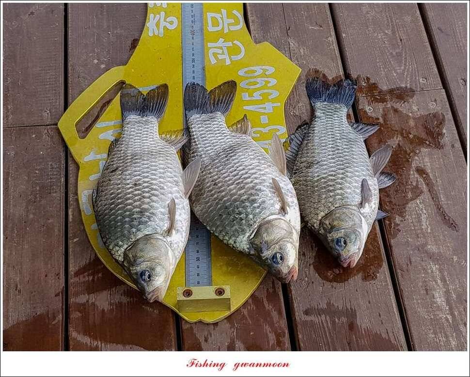 실리곡화곡지달천강 마릿수 월척외 조황 (조황조행기 - 특파원조황)