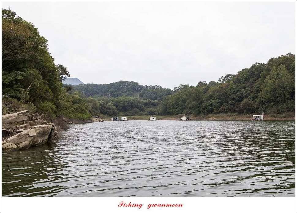 병호 445 cm실리곡돌감한버들노지조황 (조황조행기 - 특파원조황)