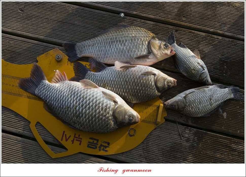 제일 사짜신매 허리급실리곡 허리급 월척 조황 (조황조행기 - 특파원조황)