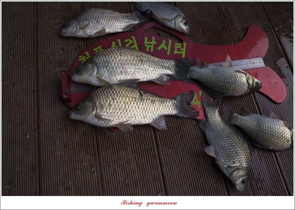 청풍 신리 사짜 및 마릿수 월척칠성지 월척 조황 (조황조행기 - 특파원조황)