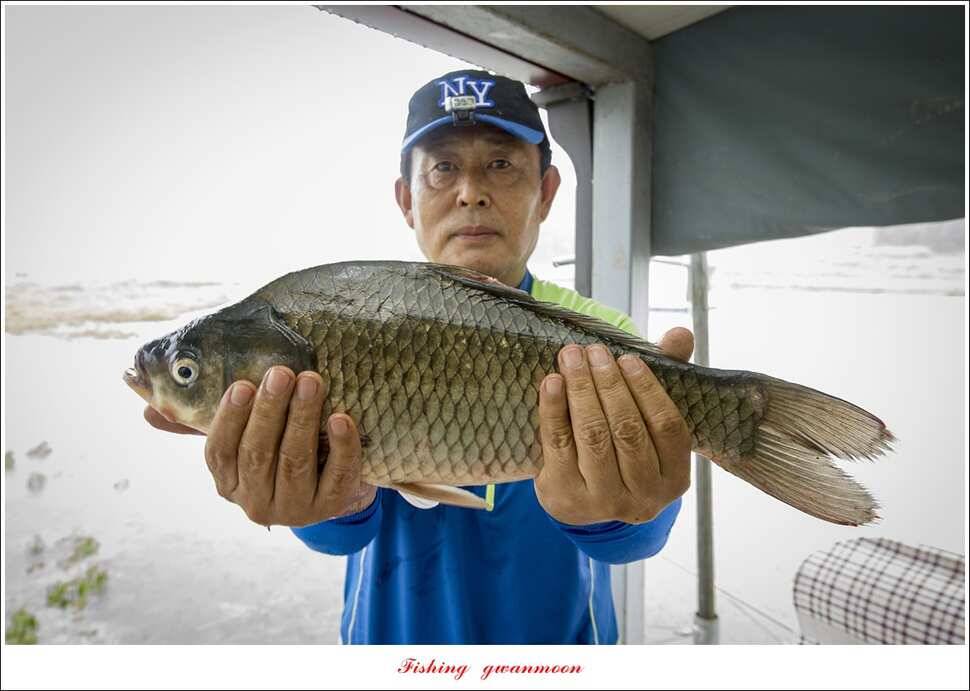 신매 42 cm돌감신리실리곡제일화곡지 조황 (조황조행기 - 특파원조황)