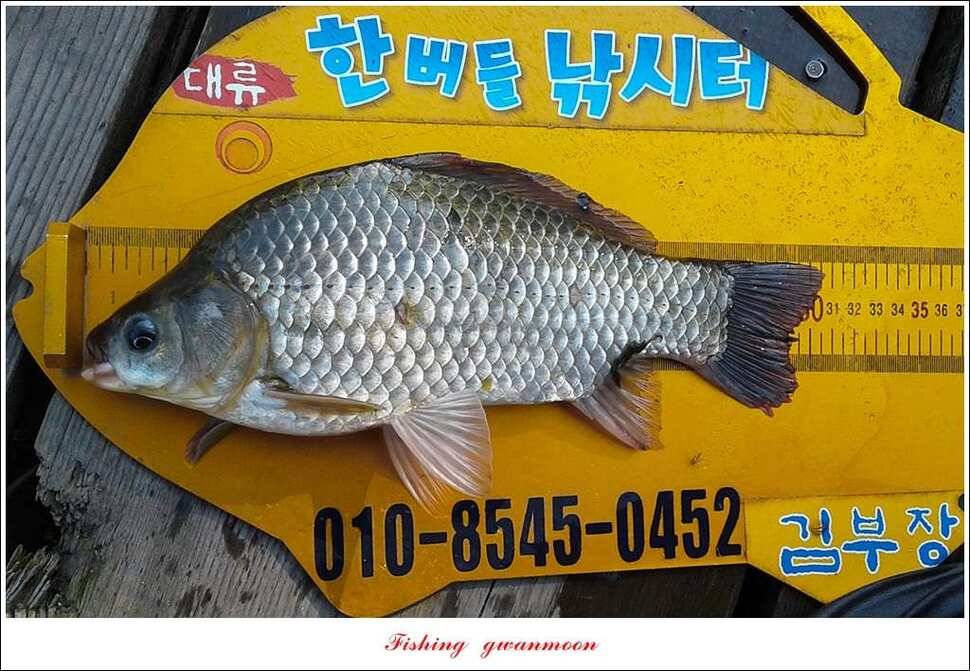 신매 허리급 한버들 월척 조황 (조황조행기 - 특파원조황)