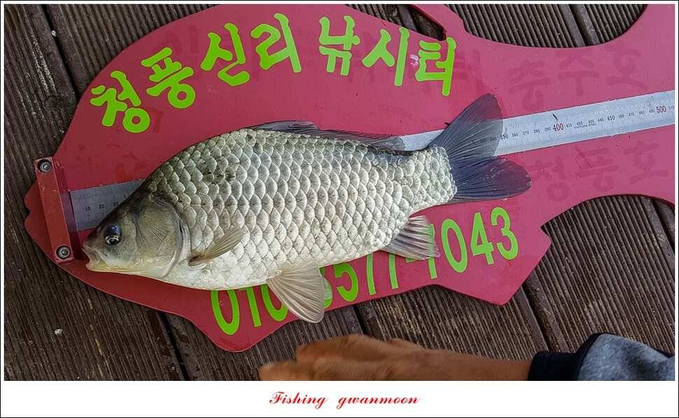 돌감 사짜한버들실리곡청풍 신리 월척 조황 소식 (조황조행기 - 특파원조황)