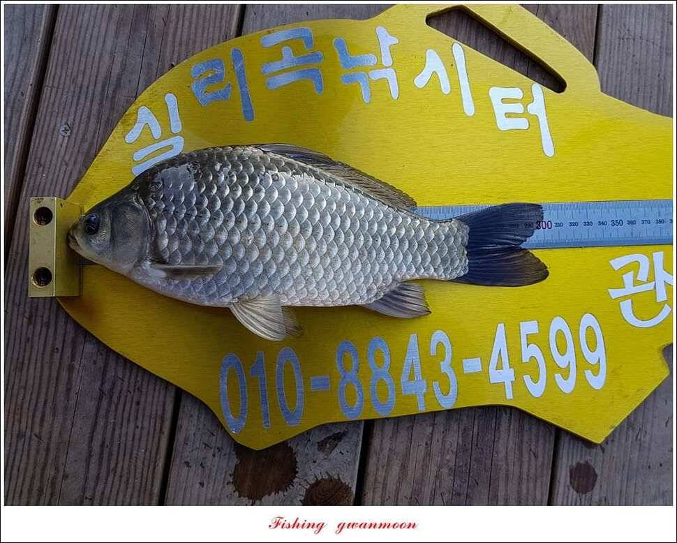 한버들실리곡 월척 조황 (조황조행기 - 특파원조황)