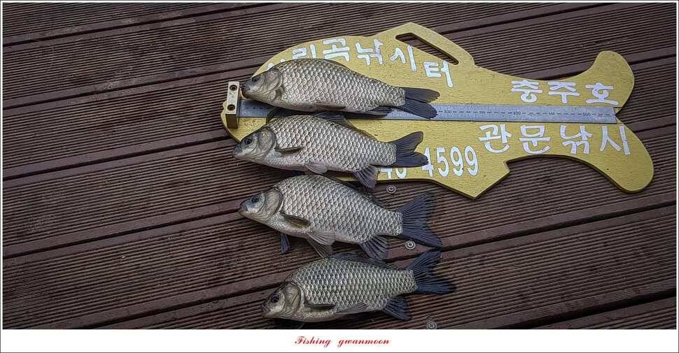 늘푸른 사짜 및 장어신리실리곡달천강 조황 (조황조행기 - 특파원조황)
