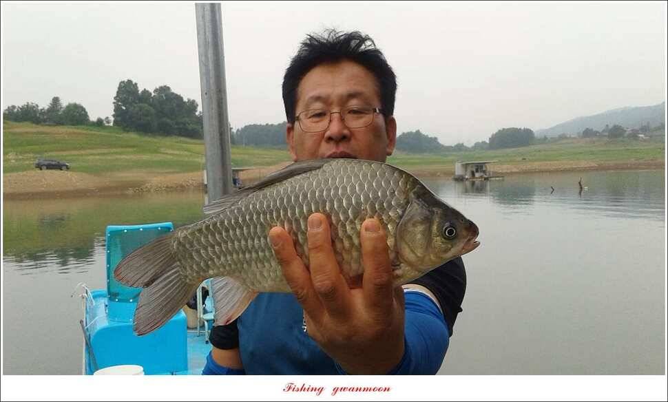 신매 42 cm 외 충주호 조황 (조황조행기 - 특파원조황)