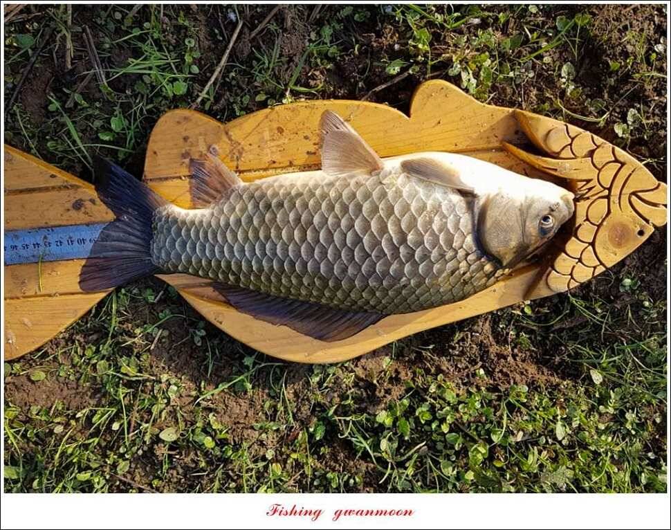 한버들 45 cm 외 사짜사짜 대박 (조황조행기 - 특파원조황)
