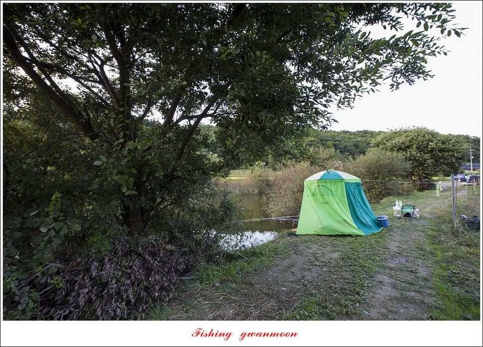 신매 사짜매전지 대물한버들 월척 조황 (조황조행기 - 특파원조황)