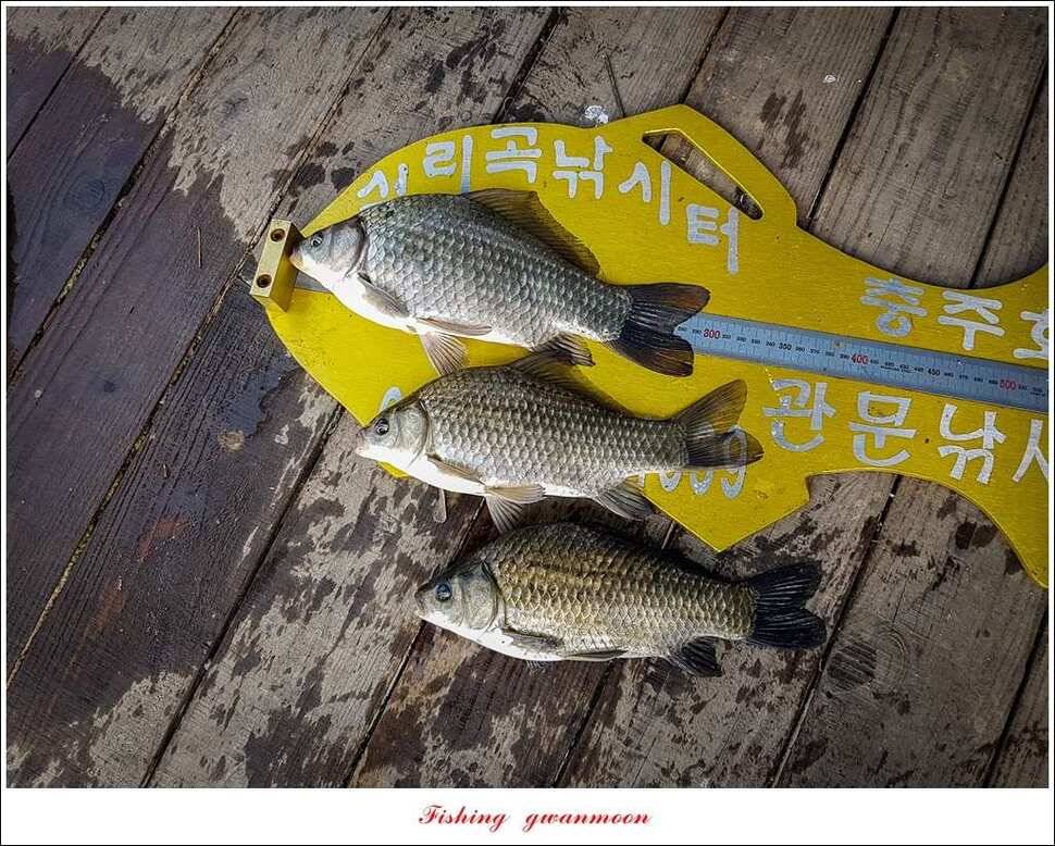 신매 허리급실리곡한버들 월척 및 마릿수 조황 (조황조행기 - 특파원조황)