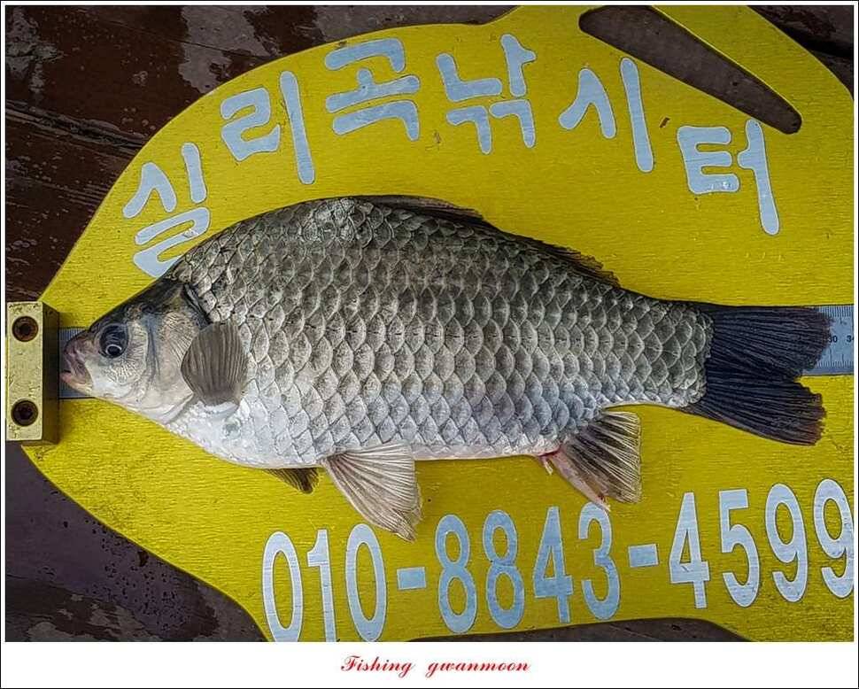 신매 허리급실리곡한버들 월척 및 마릿수 조황 (조황조행기 - 특파원조황)