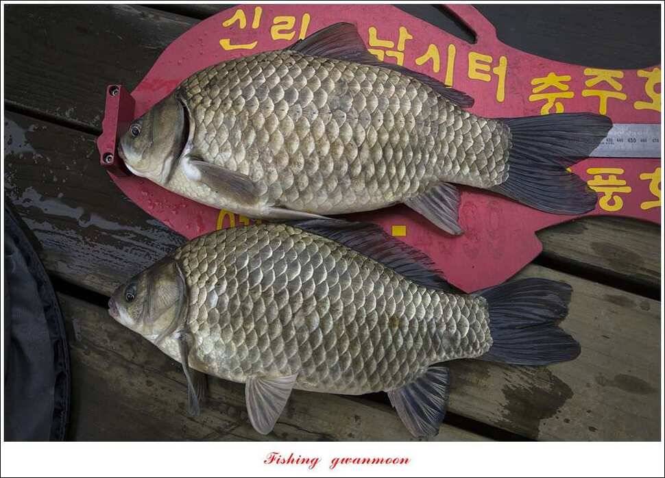 청풍 신리 낚시터 435 cm40 cm (조황조행기 - 특파원조황)