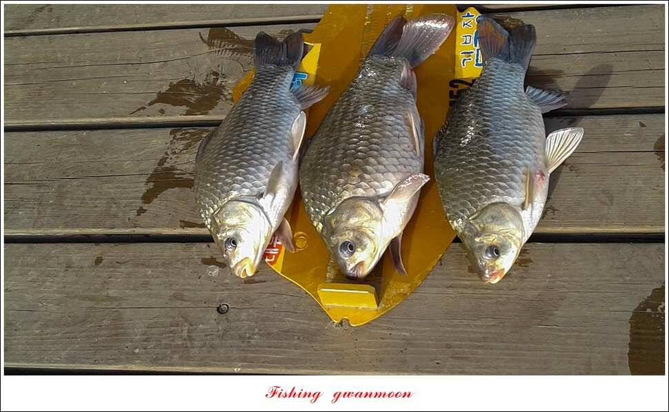 실리곡 사짜화곡지 사짜한버들 38cm 조황 (조황조행기 - 특파원조황)
