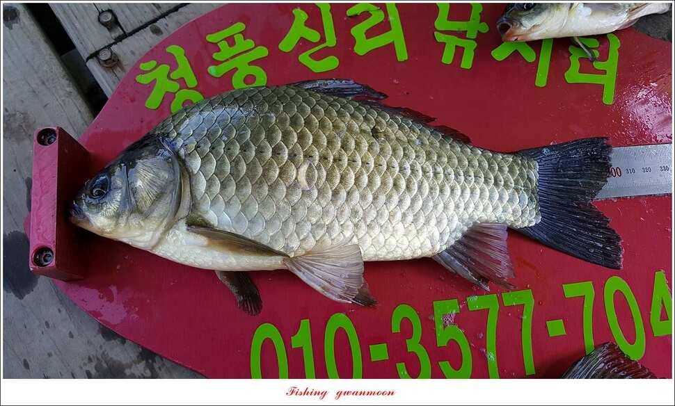 화곡지서유석 장어신리실리곡 월척 조황 (조황조행기 - 특파원조황)