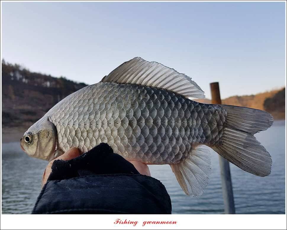 제일 47 cm 대물실리곡한버들 마릿수 월척 조황 (조황조행기 - 특파원조황)