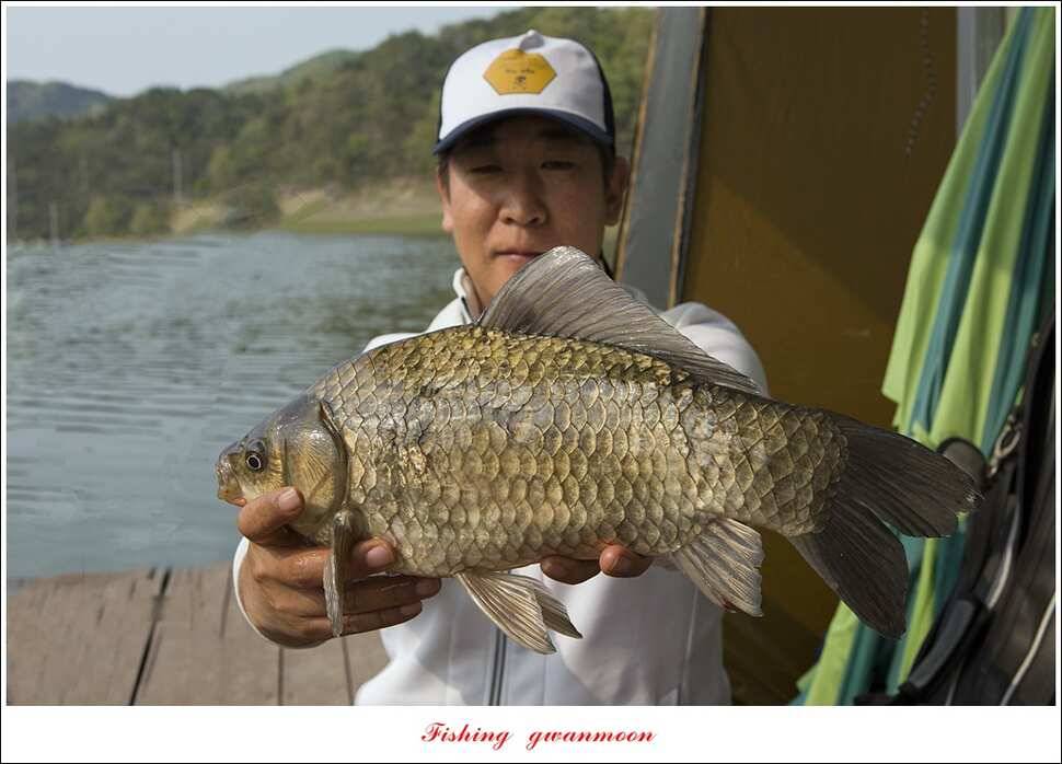 실리곡 사짜한버들 사짜 (조황조행기 - 특파원조황)