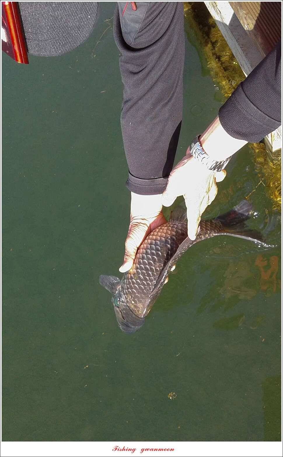 실리곡 사짜화곡지 사짜한버들 38cm 조황 (조황조행기 - 특파원조황)